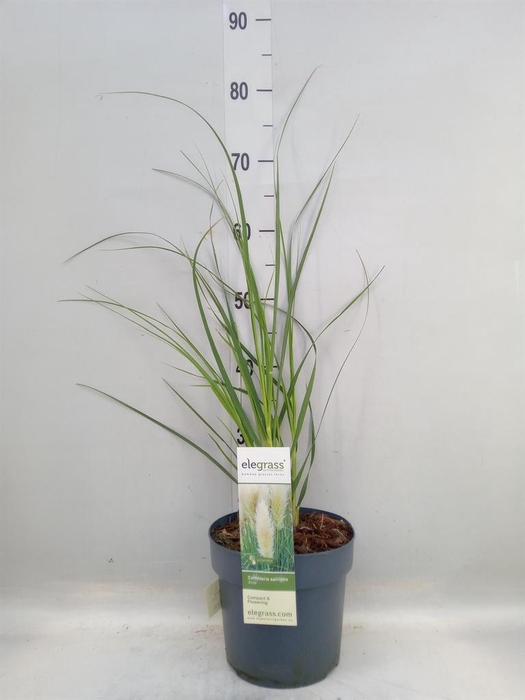 <h4>Cortaderia sell.</h4>