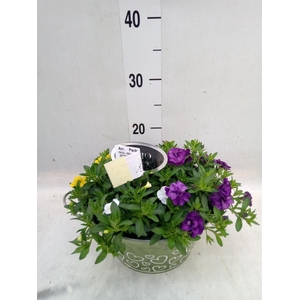 Arr.   Perkplanten L%