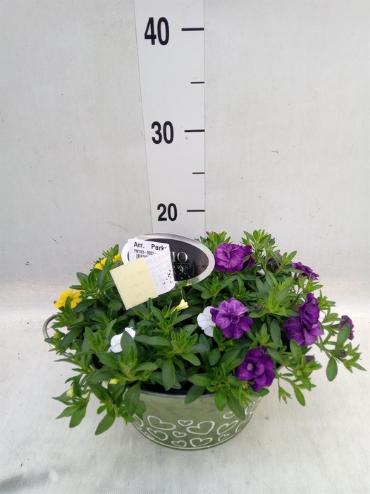 <h4>Arr. Perkplanten L%</h4>