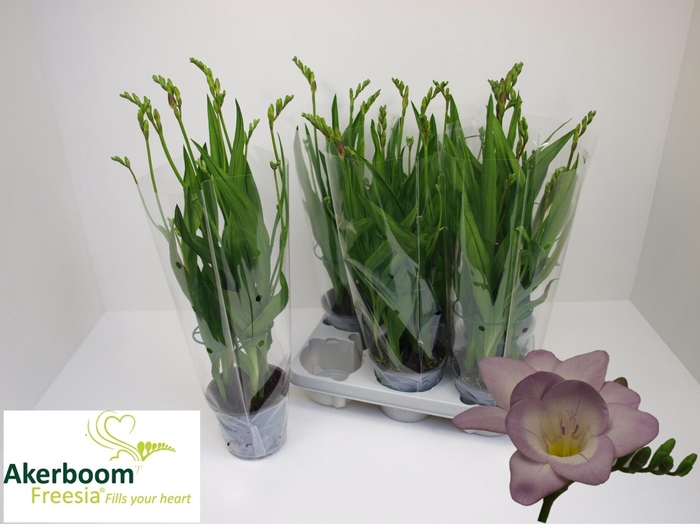 <h4>FREESIA OV</h4>