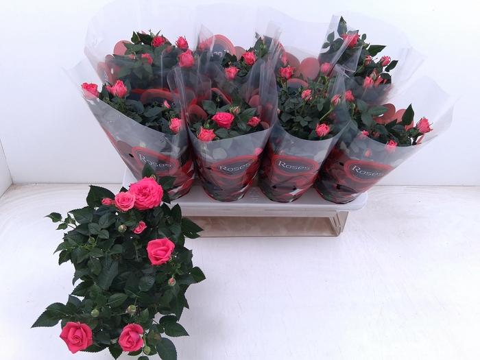 <h4>RO FAV RO PINK</h4>