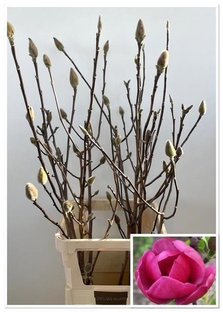 <h4>Magnolia Ov</h4>