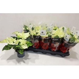 arr8 Euphor P Prem White