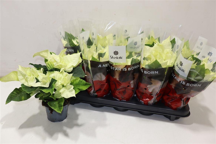 <h4>arr8 Euphor P Prem White</h4>