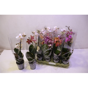 Phal Mf Gem 5 Kl