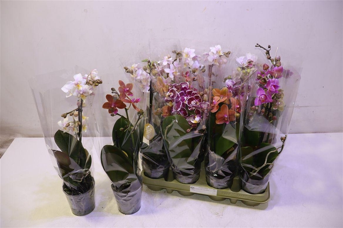 <h4>Phal Mf Gem 5 Kl</h4>