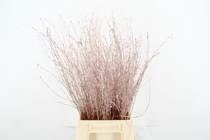 <h4>Betula Bs Paint Champagne</h4>