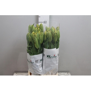 Tu Pa Avignon Parrot