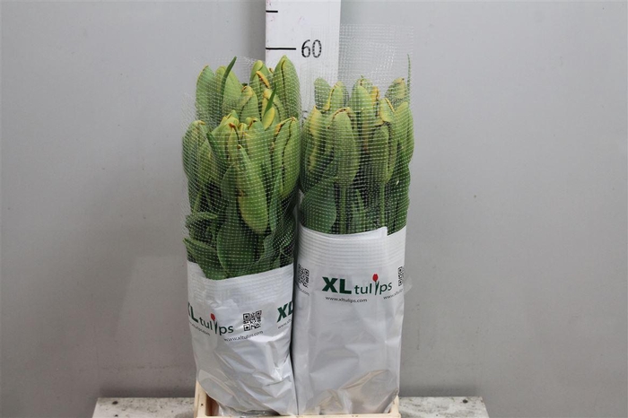 <h4>Tu Pa Avignon Parrot</h4>