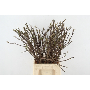 MAGNOLIA SUSAN PER STEM 080CM