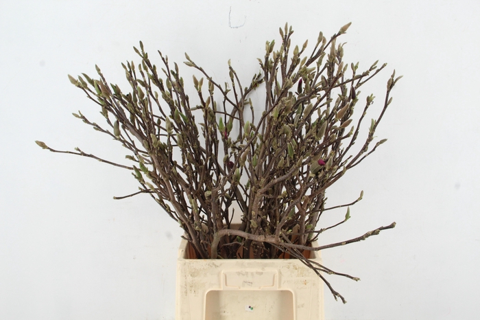 <h4>MAGNOLIA SUSAN PER STEM 080CM</h4>