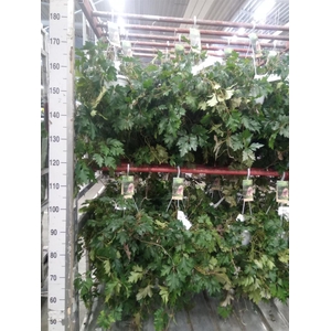 Cissus rhombifolia 'Ellen Danica'