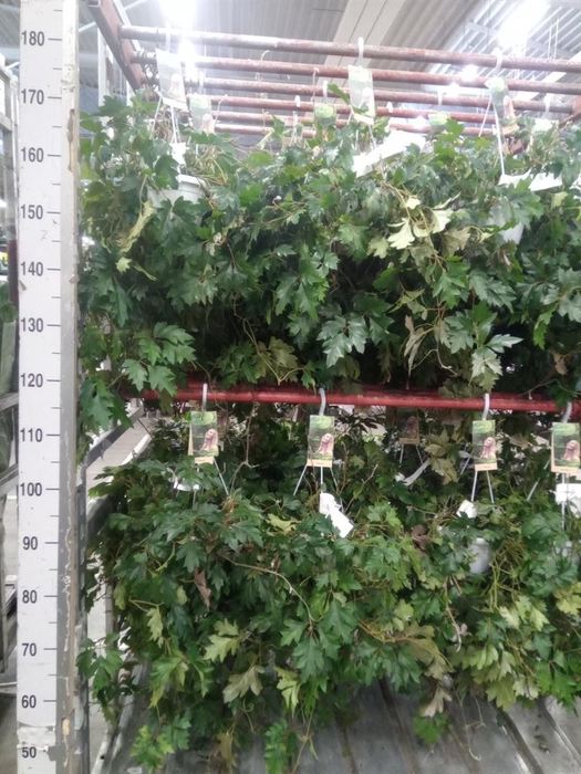 <h4>Cissus rhombifolia 'Ellen Danica'</h4>