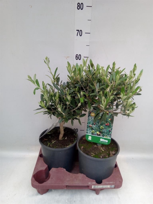 <h4>Olea europaea</h4>