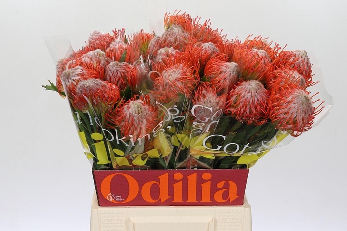 <h4>LEUCO CO TANGO</h4>