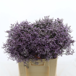 Limonium Safora Lilac