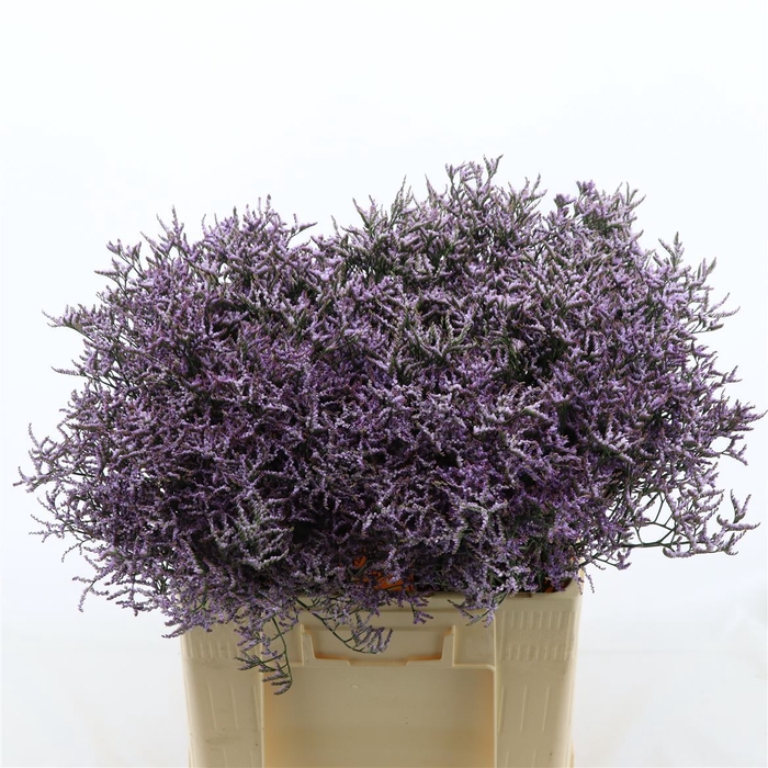 <h4>Limonium Safora Lilac</h4>