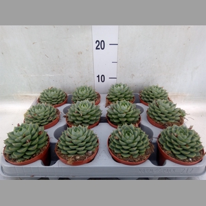 Echeveria   ...