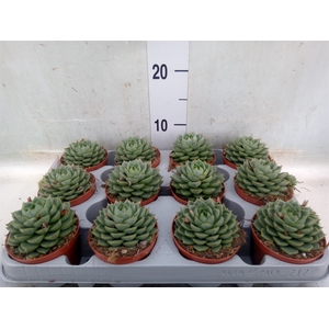 Echeveria   ...