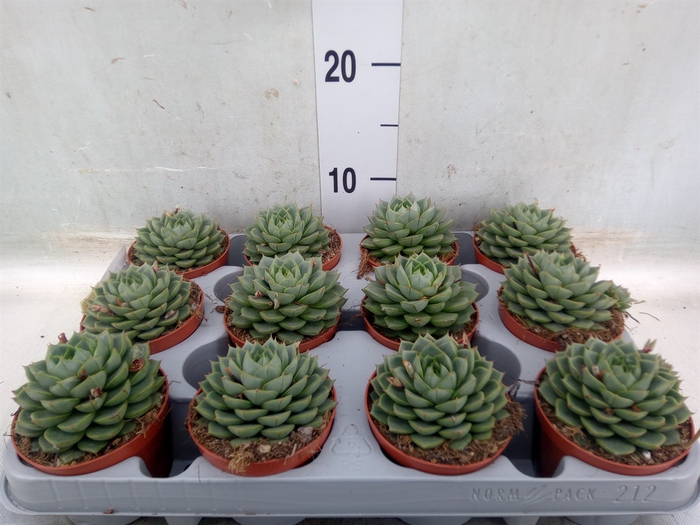 <h4>Echeveria   ...</h4>