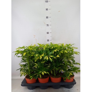 Schefflera arbor. 'Gerda'