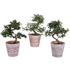 Bonsai Indoor Mix Ø12cm S-Shape in Ø 14cm Ceramic Pot Maya
