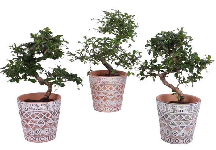 <h4>Bonsai Indoor Mix Ø12cm S-Shape in Ø 14cm Ceramic Pot Maya</h4>