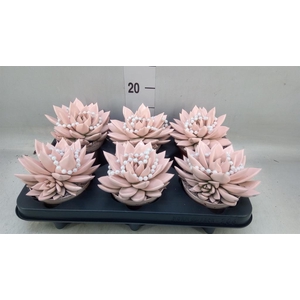 Echeveria  'Miranda'