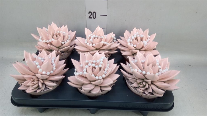 Echeveria  'Miranda'