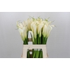 Zantedeschia Eydolls White