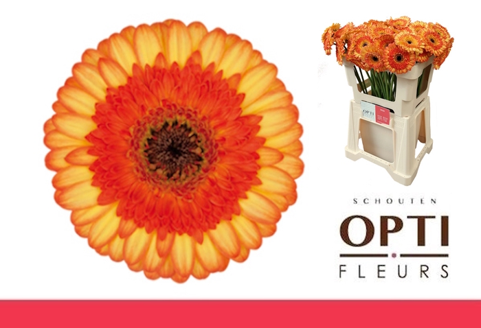 <h4>GE MI COLORI-Water</h4>