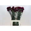 Dianthus St Purple Damascus