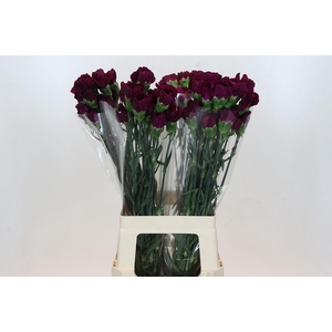 Dianthus St Purple Damascus