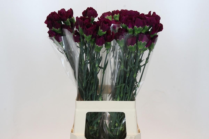 <h4>Dianthus St Purple Damascus</h4>
