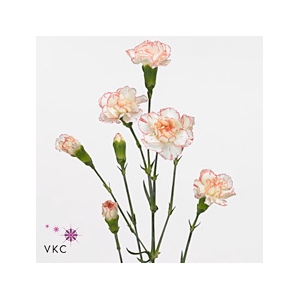 DIANTHUS TR ROD FANTASIA