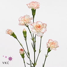 DIANTHUS TR ROD FANTASIA