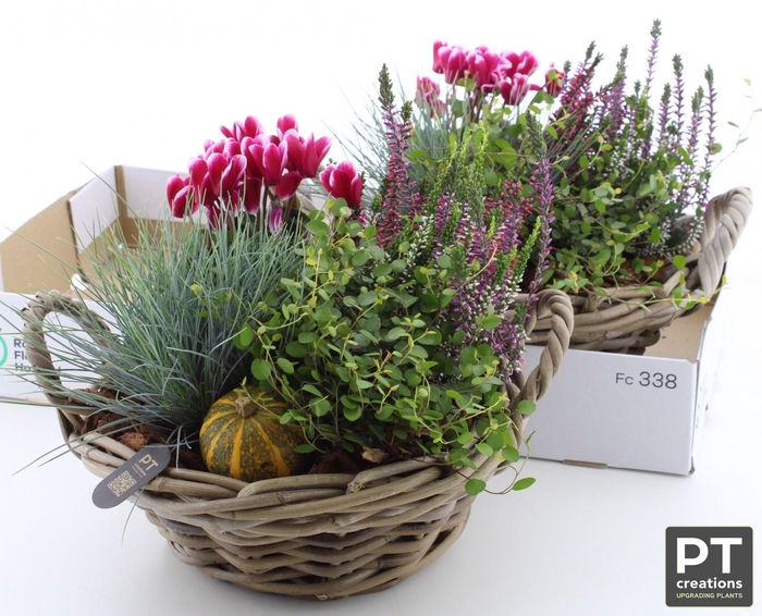 <h4>ARR TUINPLANTEN</h4>