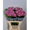 Rosa Garden Nayeli