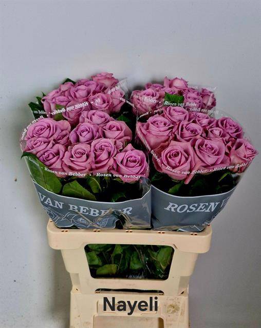 Rosa Garden Nayeli