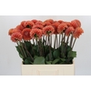 Dahlia Cornel Bronze
