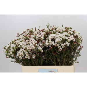 Chamelaucium Moonlight Delight