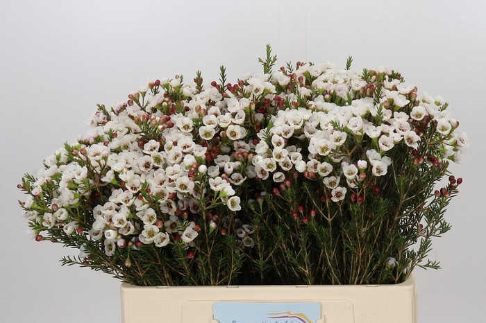 <h4>Chamelaucium Moonlight Delight</h4>