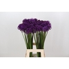 Allium Purple Sensation