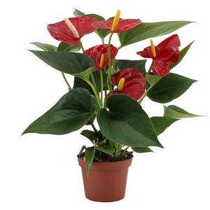 Anthurium Diamond Red in transparant sleeve