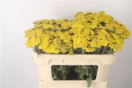 <h4>Achillea Moonshine</h4>