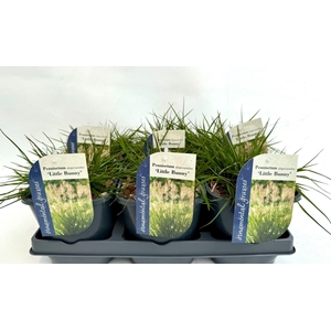 Pennisetum alopecuroides Little Bu