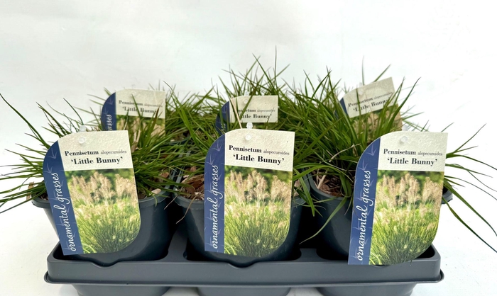 <h4>Pennisetum alopecuroides Little Bu</h4>
