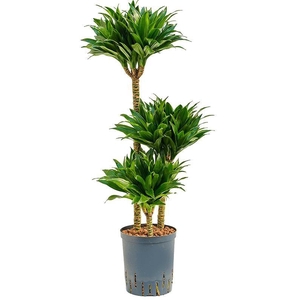 Dracaena fragrans 'Compacta'