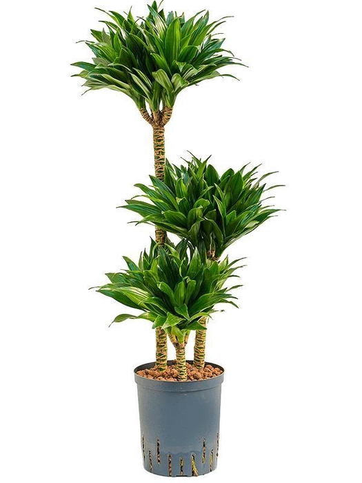 <h4>Dracaena fragrans 'Compacta'</h4>