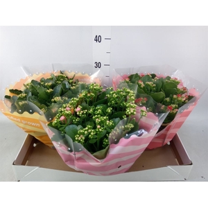 Kalanchoe blos.   ..rosebud mix  5